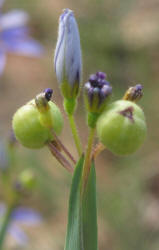 Bermuda Blue-eyed Grass, Sisyrinchium angustifolium (14)