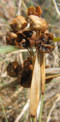 Bermuda Blue-eyed Grass, Sisyrinchium angustifolium (17)