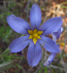 Bermuda Blue-eyed Grass, Sisyrinchium angustifolium (4)