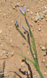 Bermuda Blue-eyed Grass, Sisyrinchium angustifolium (5)