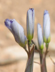Bermuda Blue-eyed Grass, Sisyrinchium angustifolium (6)