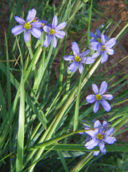 Bermuda Blue-eyed Grass, Sisyrinchium angustifolium (8)