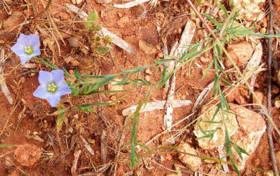 Blue Flax, Linum pratense (1)
