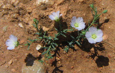 Blue Flax, Linum pratense (3)