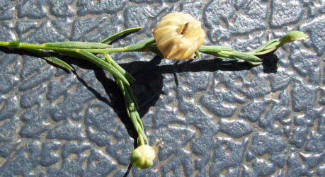 Blue Flax, Linum pratense (6)