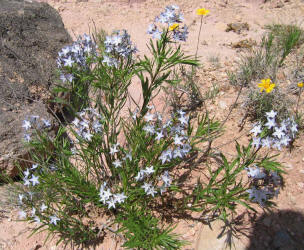 Blue Star, Amsonia ciliata (1)