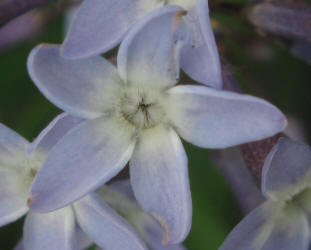 Blue Star, Amsonia ciliata (2)