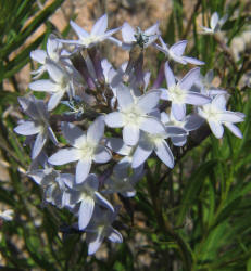 Blue Star, Amsonia ciliata (4)