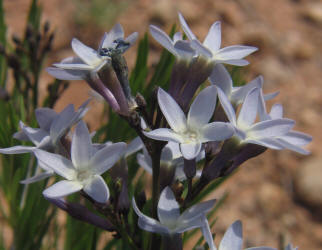 Blue Star, Amsonia ciliata (5)