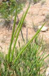 Blue Star, Amsonia ciliata (7)