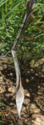 Blue Star, Amsonia ciliata (8)