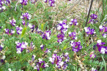 Buffalo Clover, Astragalus lindheimeri (1)