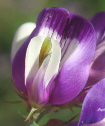 Buffalo Clover, Astragalus lindheimeri (16)