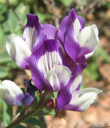 Buffalo Clover, Astragalus lindheimeri (3)