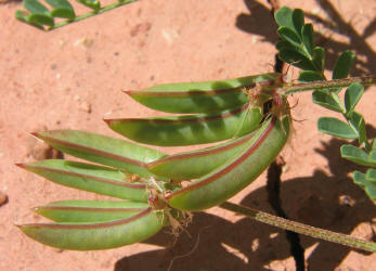 Buffalo Clover, Astragalus lindheimeri (5)