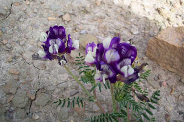 Buffalo Clover, Astragalus lindheimeri