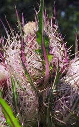 Bull Thistle, Cirsium horridulum, Hill (2)