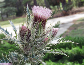 Bull Thistle, Cirsium horridulum, Hill