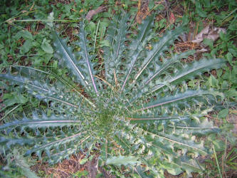 Bull Thistle, Cirsium horridulum, VZ