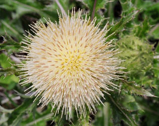 Bull Thistle, Cirsium horridulum, yellow, Hill (1)