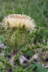 Bull Thistle, Cirsium horridulum, yellow, Hill