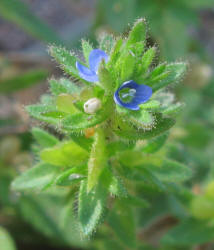 Corn Speedwell, Veronica arvensis (1)