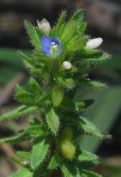 Corn Speedwell, Veronica arvensis