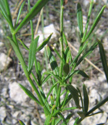 Cuban Petunia, Ruellia simplex (1)