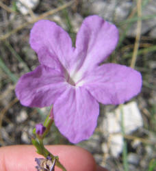 Cuban Petunia, Ruellia simplex (3)