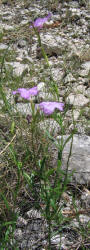 Cuban Petunia, Ruellia simplex