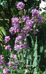 Dame's Rocket, Hesperis matronalis (1)