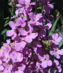 Dame's Rocket, Hesperis matronalis (2)