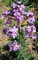 Dame's Rocket, Hesperis matronalis (4)