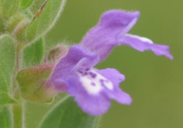 Drummond's Skullcap, Scutellaria drummondii (2)