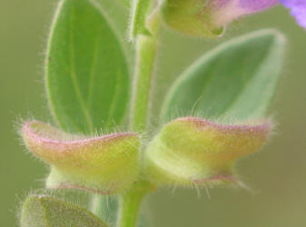 Drummond's Skullcap, Scutellaria drummondii (3)