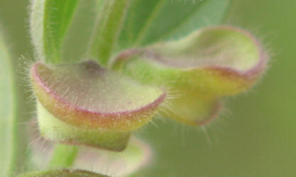 Drummond's Skullcap, Scutellaria drummondii (4)