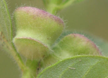 Drummond's Skullcap, Scutellaria drummondii (5)