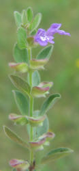 Drummond's Skullcap, Scutellaria drummondii