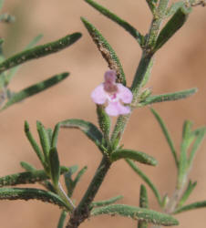 Drummonds False Pennyroyal, Hedeoma drummondii (1)