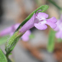 Drummonds False Pennyroyal, Hedeoma drummondii (10)