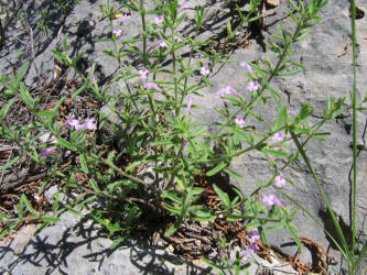 Drummonds False Pennyroyal, Hedeoma drummondii (6)