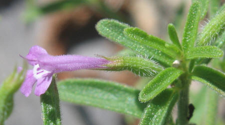 Drummonds False Pennyroyal, Hedeoma drummondii (9)