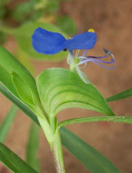 Erect Dayflower, Commelina erecta (1)