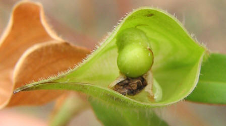Erect Dayflower, Commelina erecta (10)