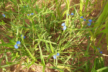 Erect Dayflower, Commelina erecta (3)