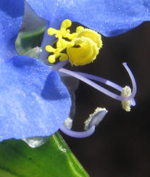 Erect Dayflower, Commelina erecta (6)