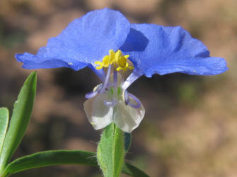 Erect Dayflower, Commelina erecta (8)