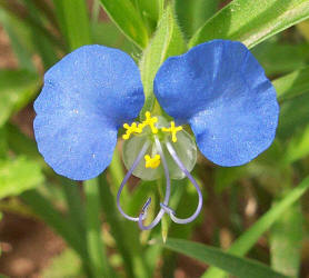 Erect Dayflower, Commelina erecta