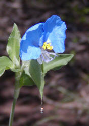 Erect Dayflower, Widow's Tears, Runfeldt