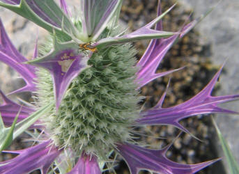 Eryngo, Eryngium leavenworthii (12)